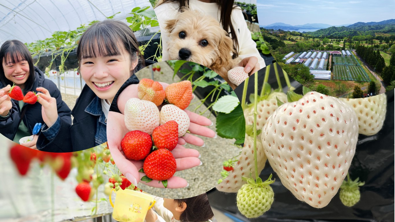 天橋立スイーツランドのイチゴ狩り